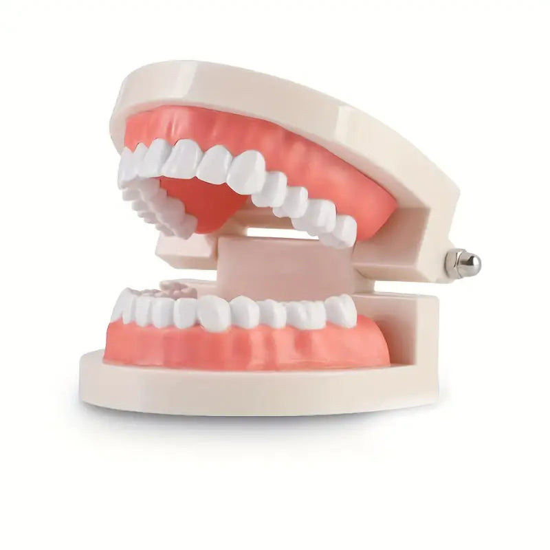 SMILE LABORATORY™ - Professional dental model - Accurate demonstrations